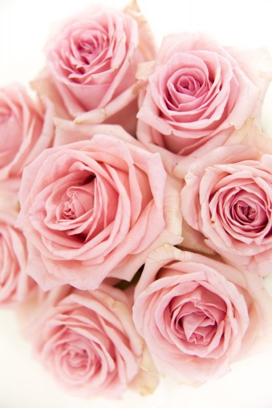 SPLETNACVETLICARNA.si